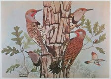 RED-SHAFTED FLICKER