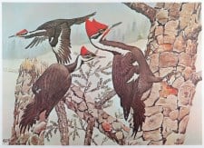 PILEATED WOODPECKER