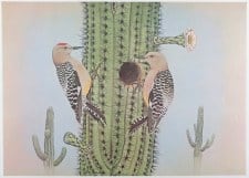 GILA WOODPECKER