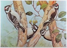 DOWNY WOODPECKER