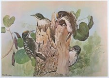 NORTHERN THREE-TOED WOODPECKER