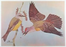 TROPICAL KINGBIRD