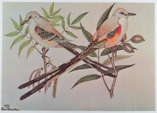 SCISSOR-TAILED FLYCATCHER