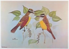 KISKADEE FLYCATCHER