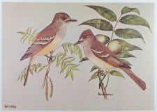 ASH-THROATED FLYCATCHER