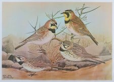 HORNED LARK