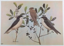 TREE SWALLOW