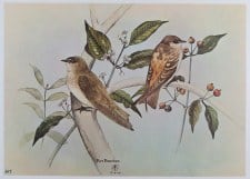 ROUGH-WINGED SWALLOW