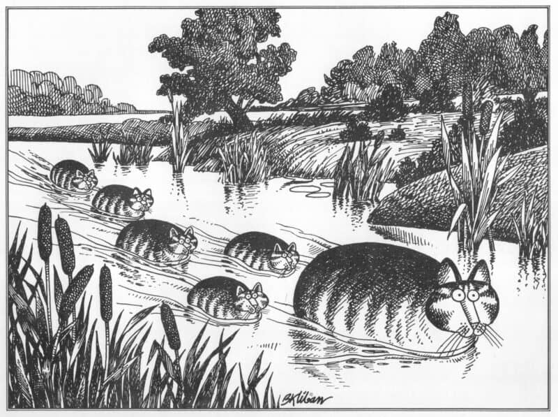 A row of chubby tabby cats swim single-file through a calm river, surrounded by reeds and trees.