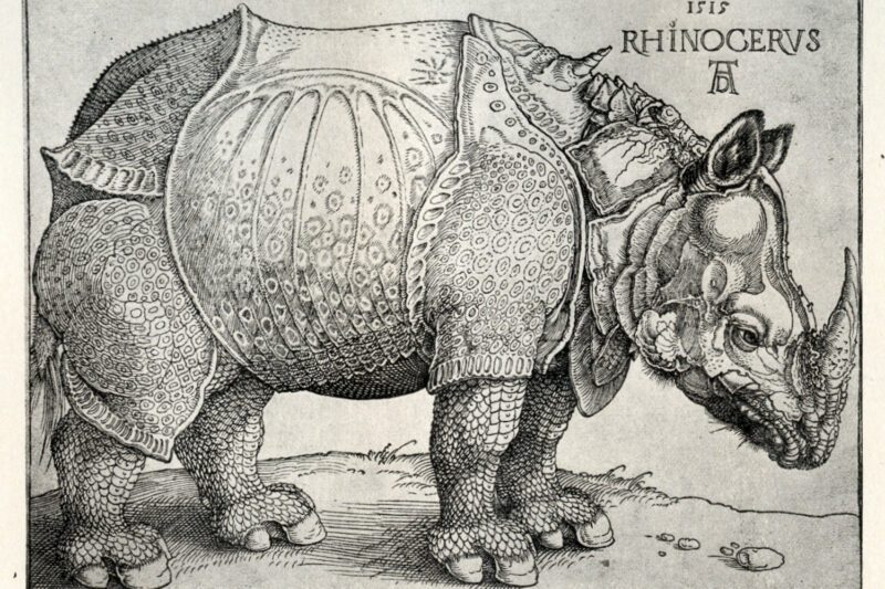 durer rhino drawing
