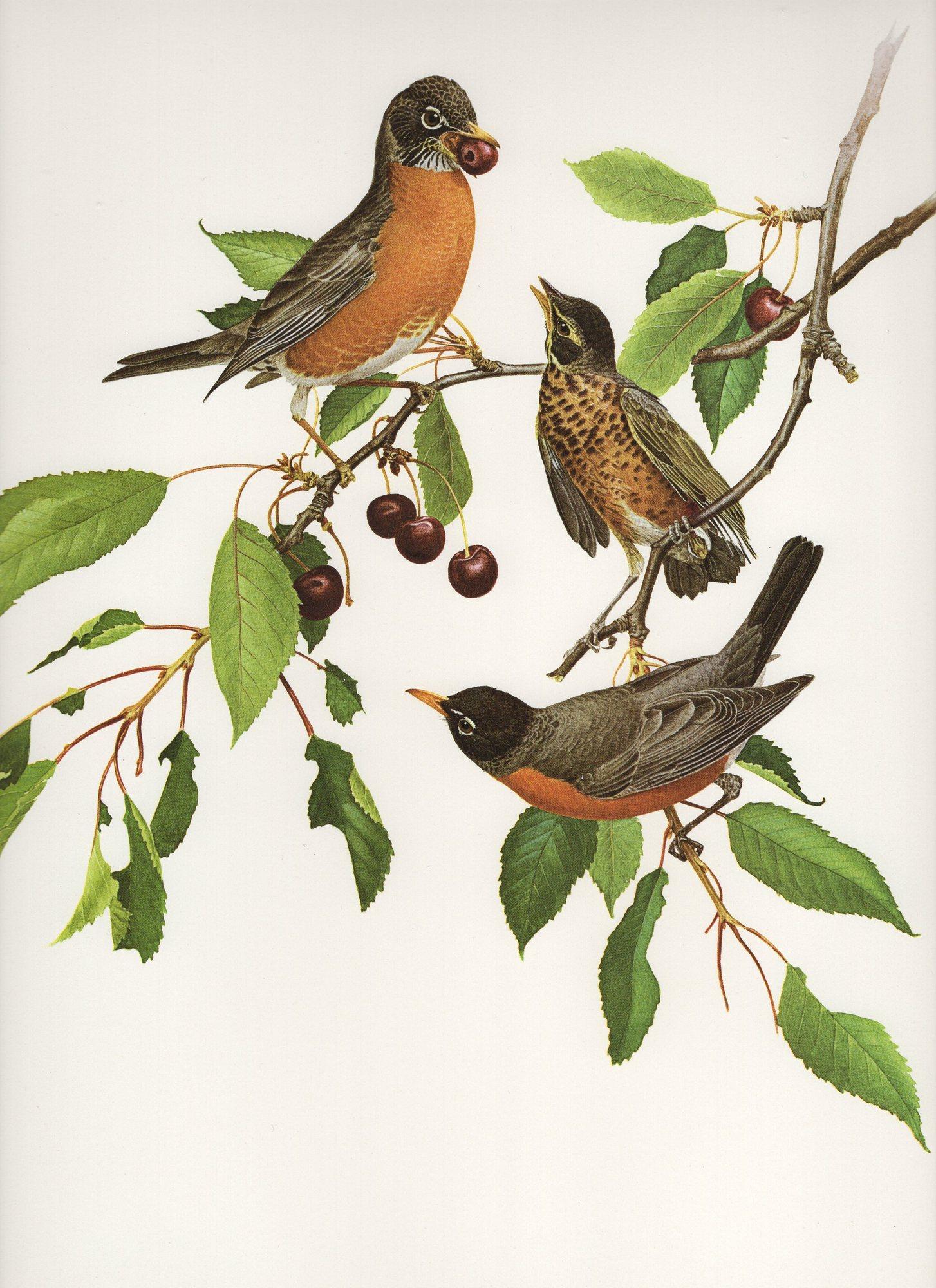 James Fenwick Lansdowne Bird Prints Old Paper Shop