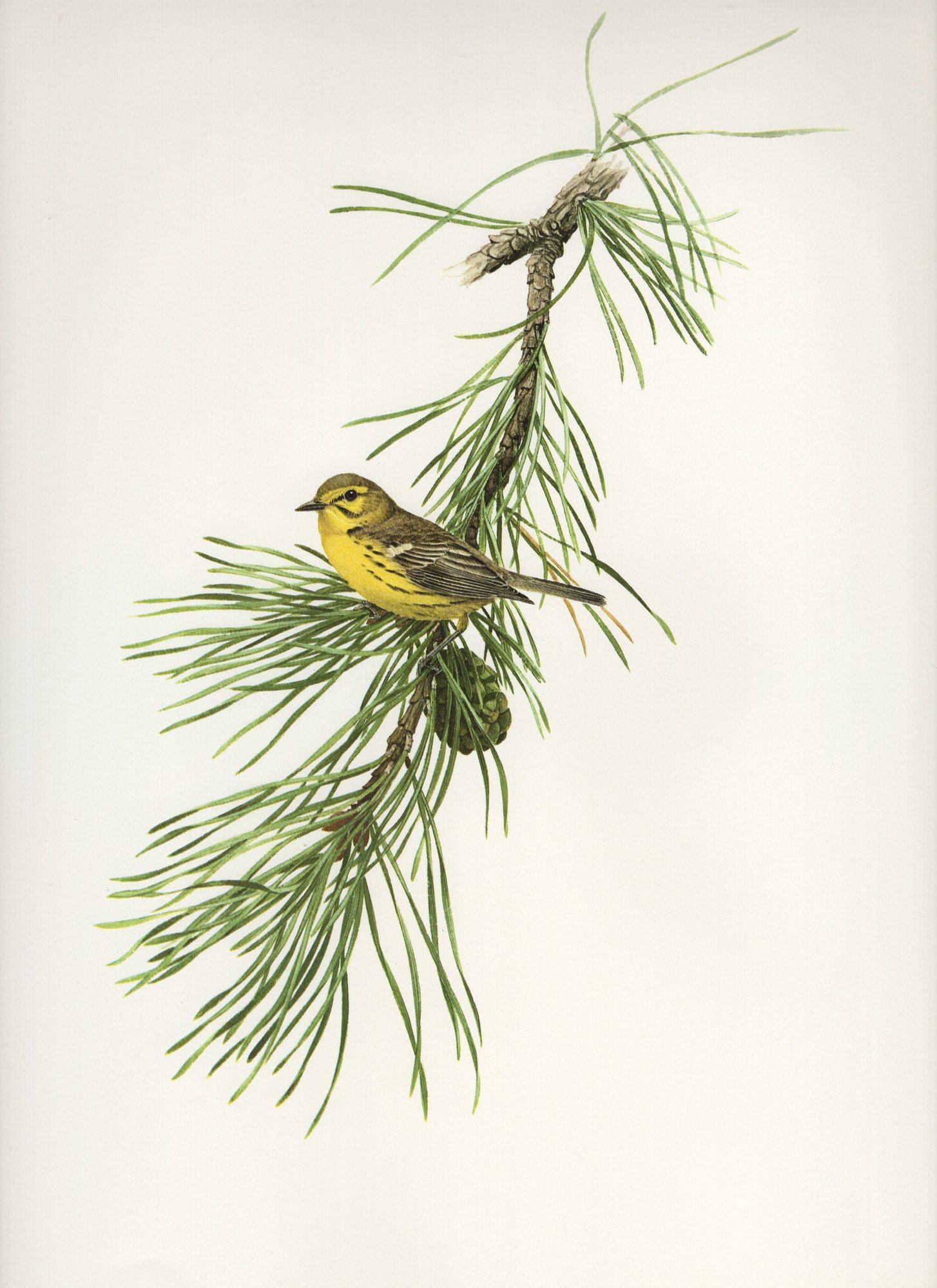 James Fenwick Lansdowne Bird Prints Old Paper Shop